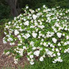 Image result for Gardenia