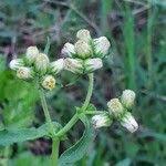Image result for Erigeron steudelii