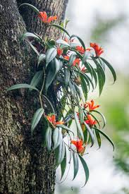 Image result for Streptocarpus buchananii