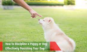 It's important to learn how to discipline a puppy. How To Discipline A Puppy Or Dog Effectively Punishing Your Dog