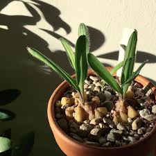 Image result for Drimia hockii