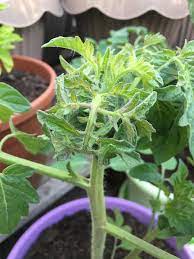 Maybe you would like to learn more about one of these? Help Tomato Leaf And Branch Curl Why Gardening Garden Diy Home Flowers Roses Nature Landscapin Tomato Leaves Tomato Leaves Curling Tomato Seedlings