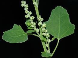 Image result for Chenopodium opulifolium