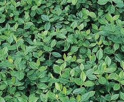 Creeping charlie has a small purple flower. Purple Leaf Wintercreeper Ground Cover Ground Cover Plants Landscaping Plants