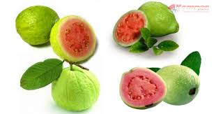 Ketika asupan makanannya tidak diperhatikan, ditakutkan pertumbuhan jika anda sudah tahu apa saja khasiat buah naga untuk ibu hamil, sekarang anda juga berhak tahu bagaimana cara mengkonsumsi buah naga agar bumil. Sejuta Manfaat Jambu Biji Merah Untuk Kesehatan Dan Ibu Hamil