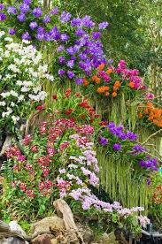 Maybe you would like to learn more about one of these? Low Maintenance Landscaping Plants For Florida