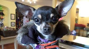 We have birds, snakes, spiders, rats, rabbits, fish and more! Best Pet Stores In San Francisco For Your Furry Friends