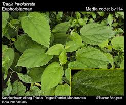 Image result for Tragia glabrata