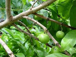 Image result for Vangueria