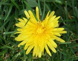 We did not find results for: How Can I Naturally Kill Dandelions Osu Extension Service