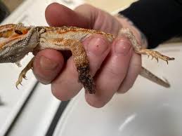 Be sure to put a leash on your dragon or to put him in a pen or an enclosure so he cannot run away. I Have A Baby Bearded Dragon His Arm Got Bit By My Other Baby Dragon We Have Been Watching It For A Few Days And Putting Ointment But Petcoach