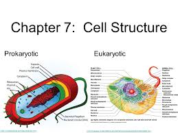 The word flagellate also describes a particular construction (or level of organization) characteristic of many prokaryotes and eukaryotes and their means of motion. Chapter 7 Cell Structure Prokaryoticeukaryotic Ppt Powerpoint