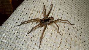 Wolf spiders are considered one of the top 10 dangerous spiders in the world. Wolf Spider Bite Pictures Treatment Symptoms And More