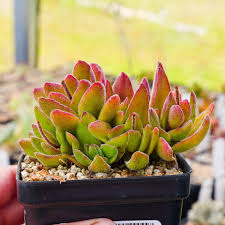 Image result for Crassula rhodesica