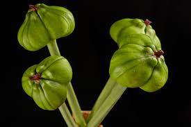 Amaryllis Frucht Wissenswertes Zur Aussaat Der Samen Ritterstern