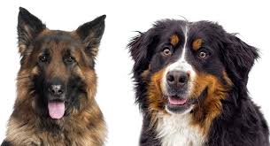 The bernese mountain dog golden retriever mix breed is an adorable pet to have around the house. Bernese Mountain Dog German Shepherd Mix A Complete Guide
