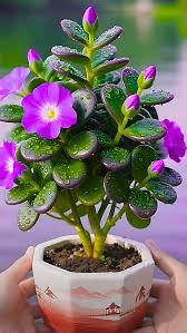 Image result for Crassula ovata