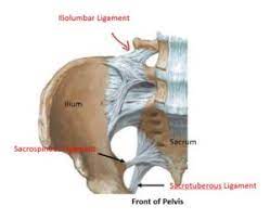 Cookies allow us to analyze and store information such as the characteristics of your device as well as certain personal data (e.g., ip addresses, navigation, usage or geolocation data, unique identifiers). Pelvic Ligaments The Uncomfortable Truth You Need To Know