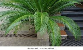 Image result for Encephalartos aplanatus
