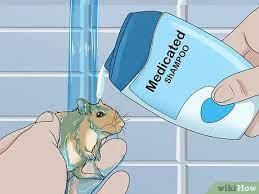 4 Ways To Treat External Parasites On Gerbils - Wikihow Pet