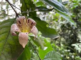 Image result for Rothmannia urcelliformis