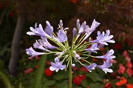 Image result for Agapanthus africanus