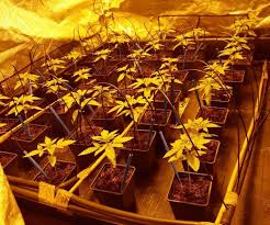 Automatic Irrigation For Cannabis Alchimia Grow Shop