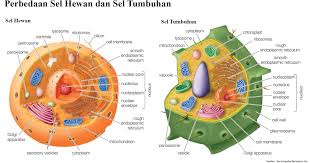 Struktur sel haiwan dan sel tumbuhan struktur sel haiwan dan tumbuhan id: Perbedaan Sel Hewan Dengan Sel Tumbuhan Pojok Ilmu