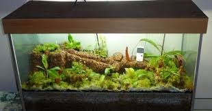 Terrarium Of Carnivorous Plants Aquarium Terraria Cultivation Equipment Carnivor Carnivorous Plants Terrarium Carnivorous Plants Terrarium Plants