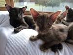 Oriental Kittens and Cats for sale | Cataristocrat Cattery