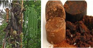 Hujan emas di negeri orang, hujan batu di negeri sendiri, lebih baik di negeri sendiri. Pemanfaatan Air Nira Pada Pohon Aren Arenga Pinnata Untuk Membuat Gula Merah Analisa Id