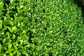 How To Plant Boxwoods The Tree Center