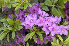 Like bushes with blue or lavender flowers, their cool color makes both are shrubby ground covers that produce masses of small flowers. Karen Azalea