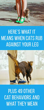 Each cat has a unique scent. Here S What It Means When Your Cat Rubs Against Your Feet 49 Other Strange Cat Behaviors Cat Behavior Cat Behavior Facts Cat Care