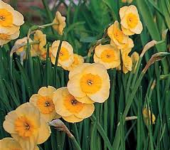 Narcissus Sun Disc White Flower Farm Narcissus Bulb Flowers