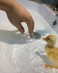 Bird Bouncing Golf Ball On Concrete Video In 2020 Baby Animals Funny Baby Animals Pictures Cute Little Animals