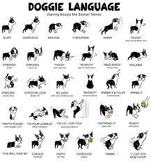 The Body Language Of Dogs Dog Body Language Dog Language Dog Care