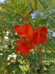 Image result for Sesbania macowaniana