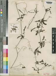 Image result for Adenia kirkii