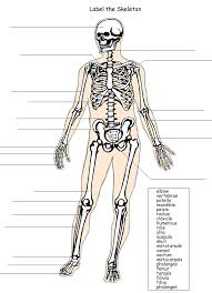 Skeleton Label Science Worksheets Skeletal System Worksheet Homeschool Worksheets