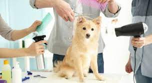 We did not find results for: Pet Grooming In Dubai Pet Sitting Mobile Grooming And More