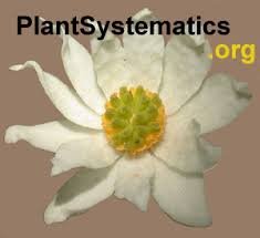 Image result for Sclerocarpus africanus