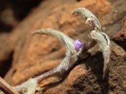 Image result for Cyanotis foecunda