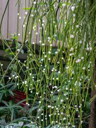 Image result for Rhipsalis baccifera