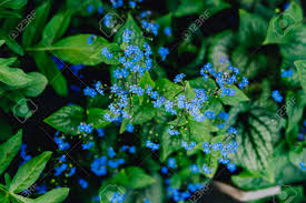 The first sparkling blue flowers are opening on this lovely, ground covering perennial. Blue Flowers Brunera Blue Flowering Brunera Perennial Ground Stock Photo Picture And Royalty Free Image Image 147263796