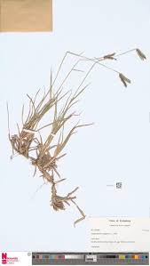 Image result for Brachyachne patentiflora