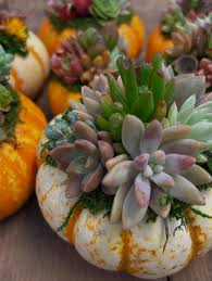 Image result for Lessertia macrostachya