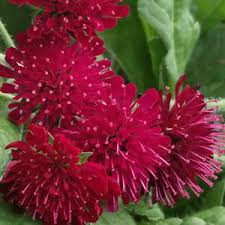 Image result for Scabiosa drakensbergensis