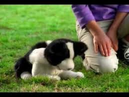 Image Result For 2000 S Furreal Friends Large Border Collie Dog