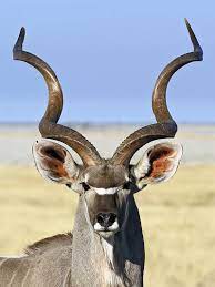 Kudu animal